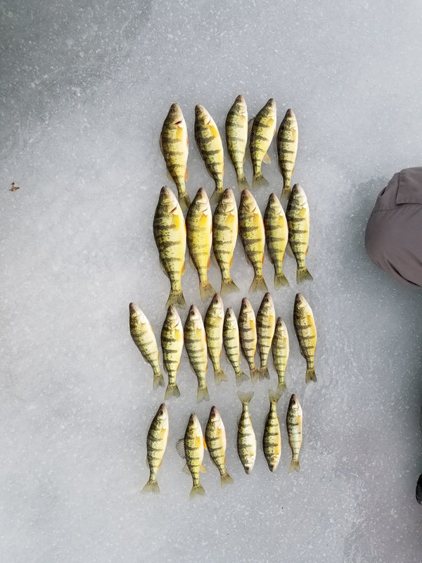 Top 5 Perch Ice Fishing Baits