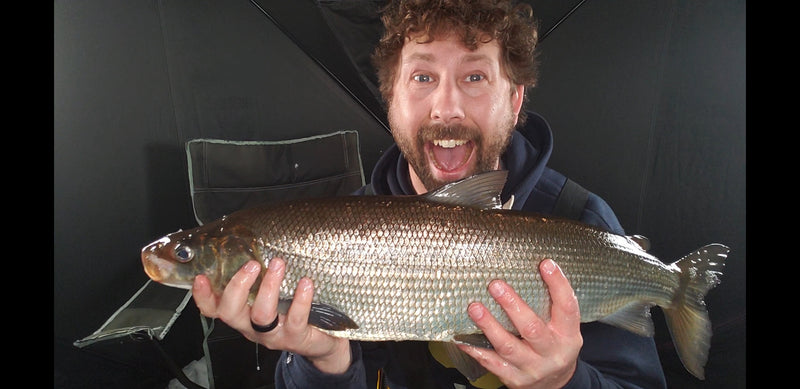 Figuring out Lake Simcoe Whitefish